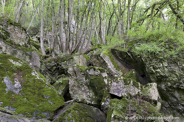 bois et rochers
wood and rocks